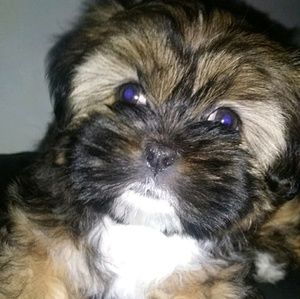 Meet your Posher, Luz